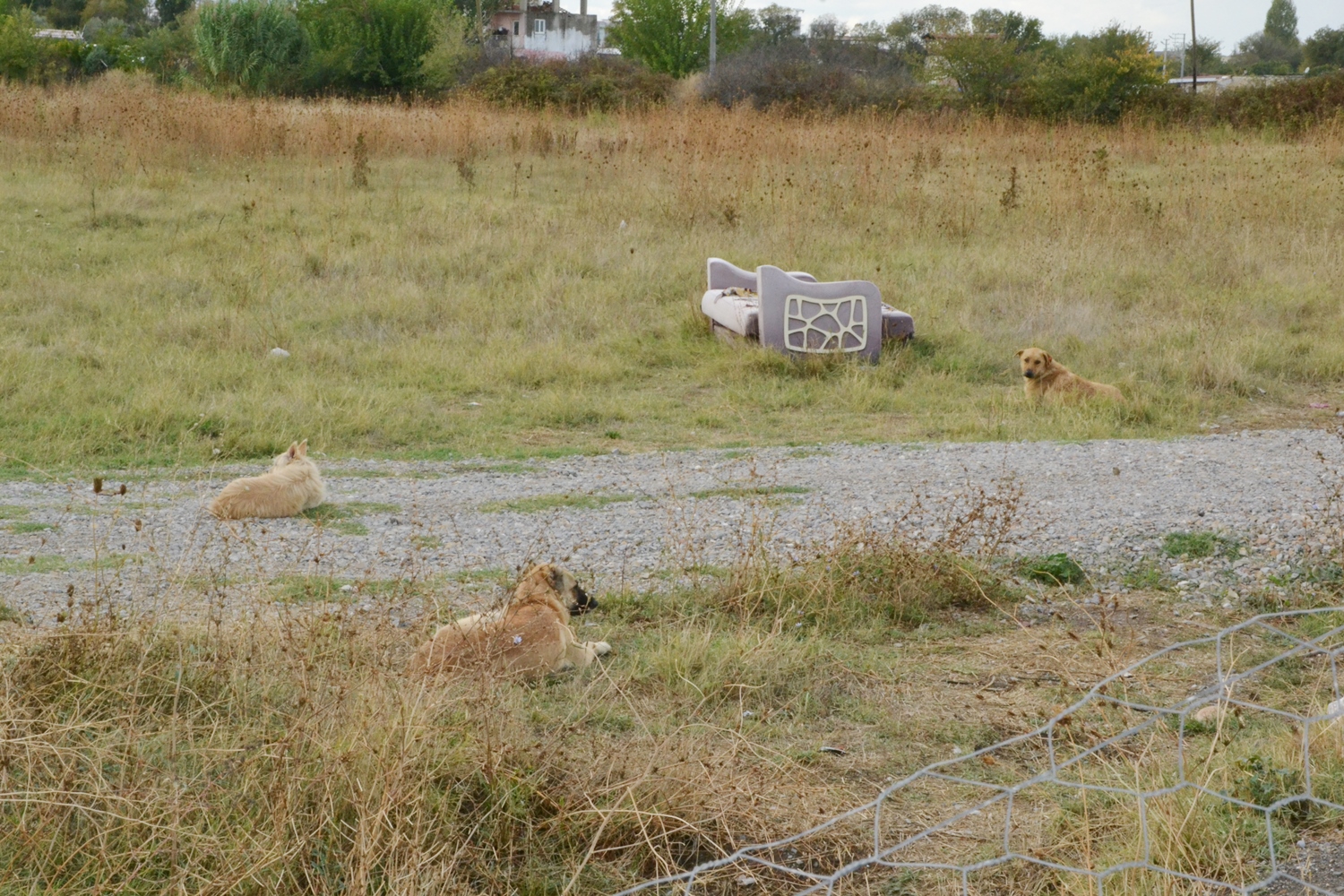 Manisa’da hayvan hakları savunucularından 4 Ekim protestosu