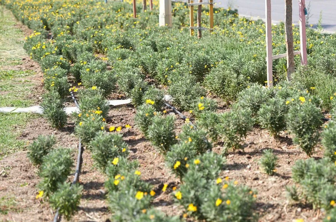 Manisa’nın kadınlarıyla yollar çiçek açıyor