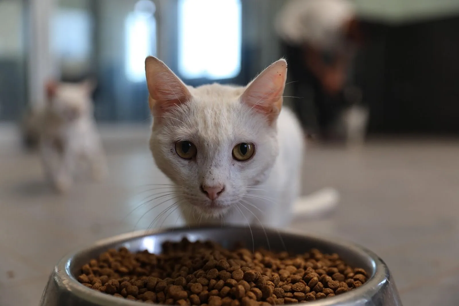 Sumud'da alıkonulan Türk vatandaşları bugün ülkeye dönüyor