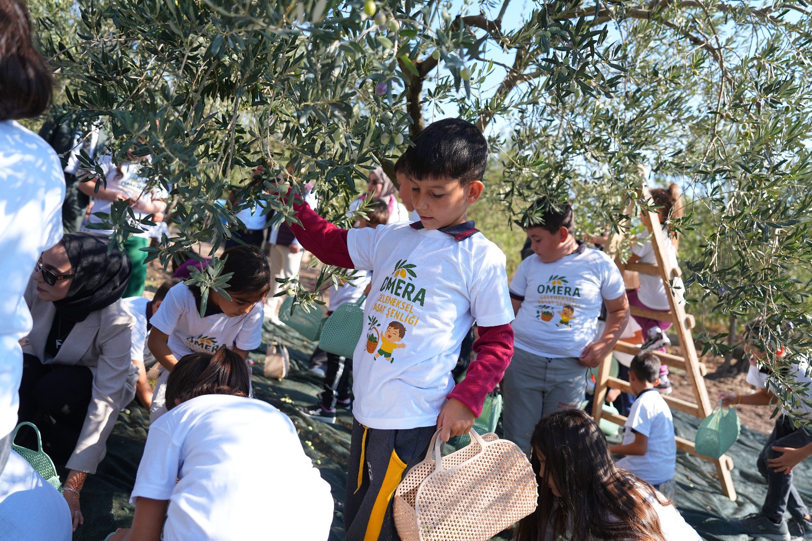 Manisa’nın ilçesinde zeytin hasadı şenliği