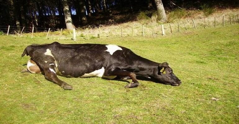 ‘Deli dana’ alarmı! Sakatat tüketimine dikkat edin