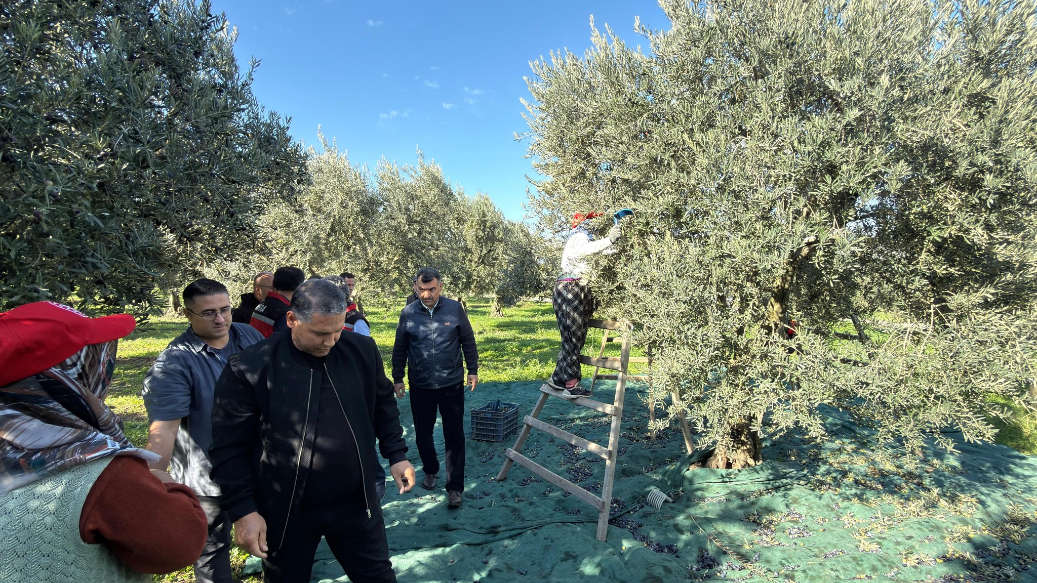 Manisa’da zeytin hasadı başladı: Tarım ve Orman İl Müdürü Karayılan hasada katıldı