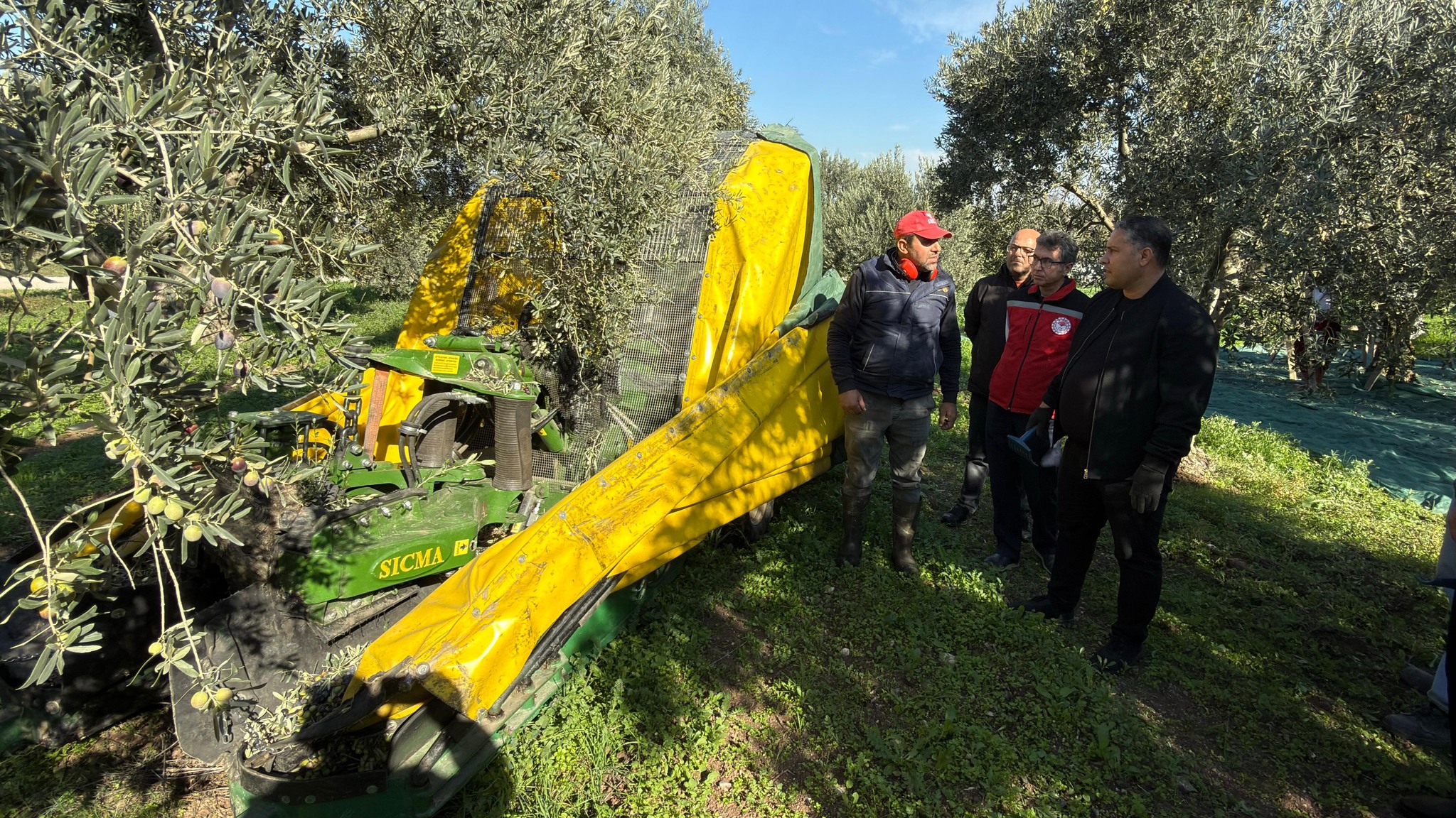 Manisa’da zeytin hasadı başladı: Tarım ve Orman İl Müdürü Karayılan hasada katıldı