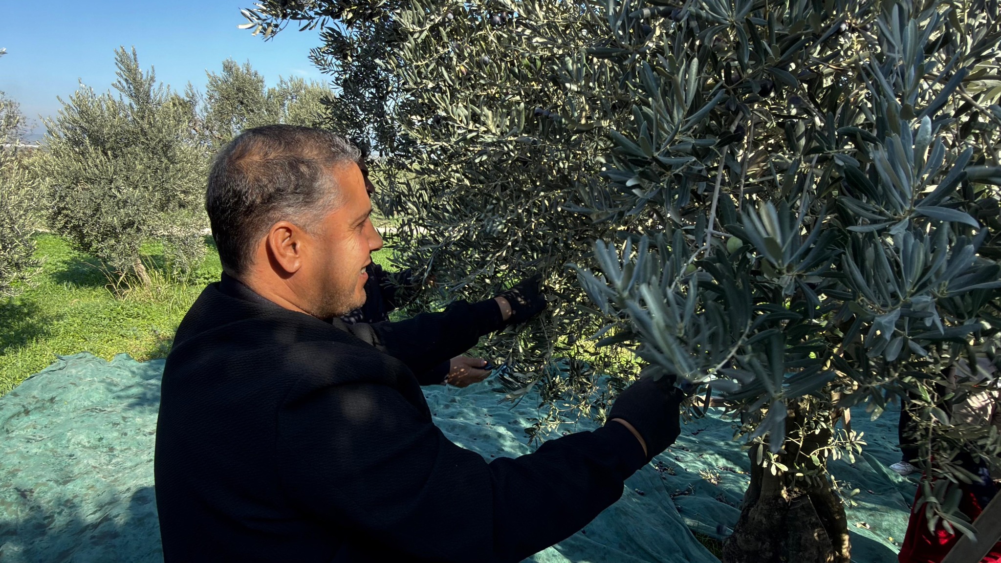 Manisa’da zeytin hasadı başladı: Tarım ve Orman İl Müdürü Karayılan hasada katıldı