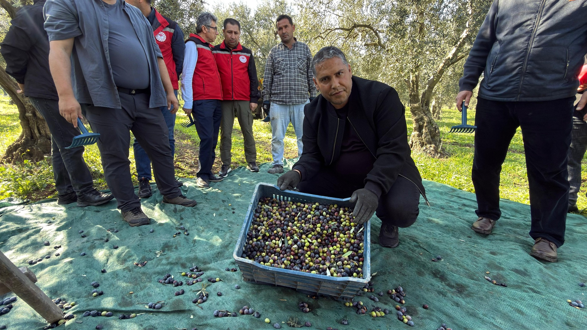 Manisa’da zeytin hasadı başladı: Tarım ve Orman İl Müdürü Karayılan hasada katıldı