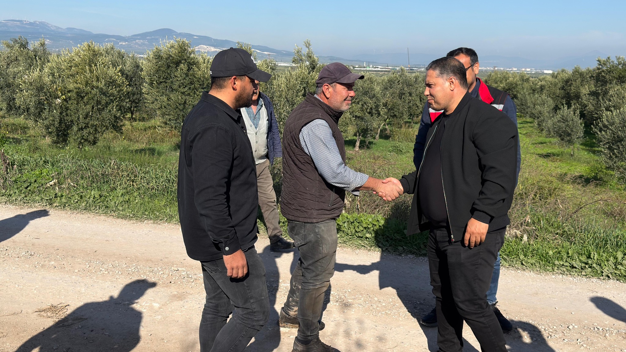 Manisa’da zeytin hasadı başladı: Tarım ve Orman İl Müdürü Karayılan hasada katıldı
