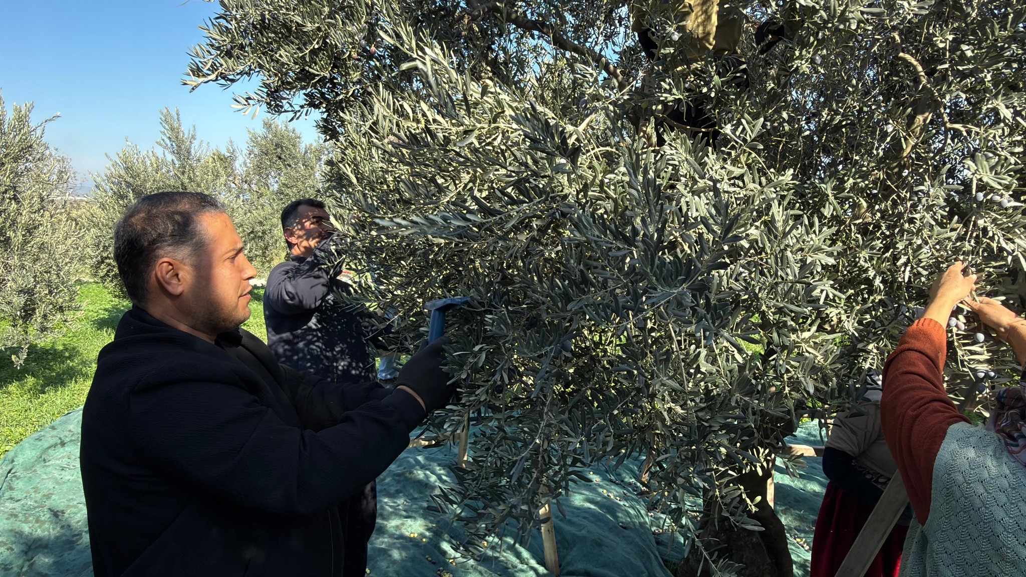 Manisa’da zeytin hasadı başladı: Tarım ve Orman İl Müdürü Karayılan hasada katıldı