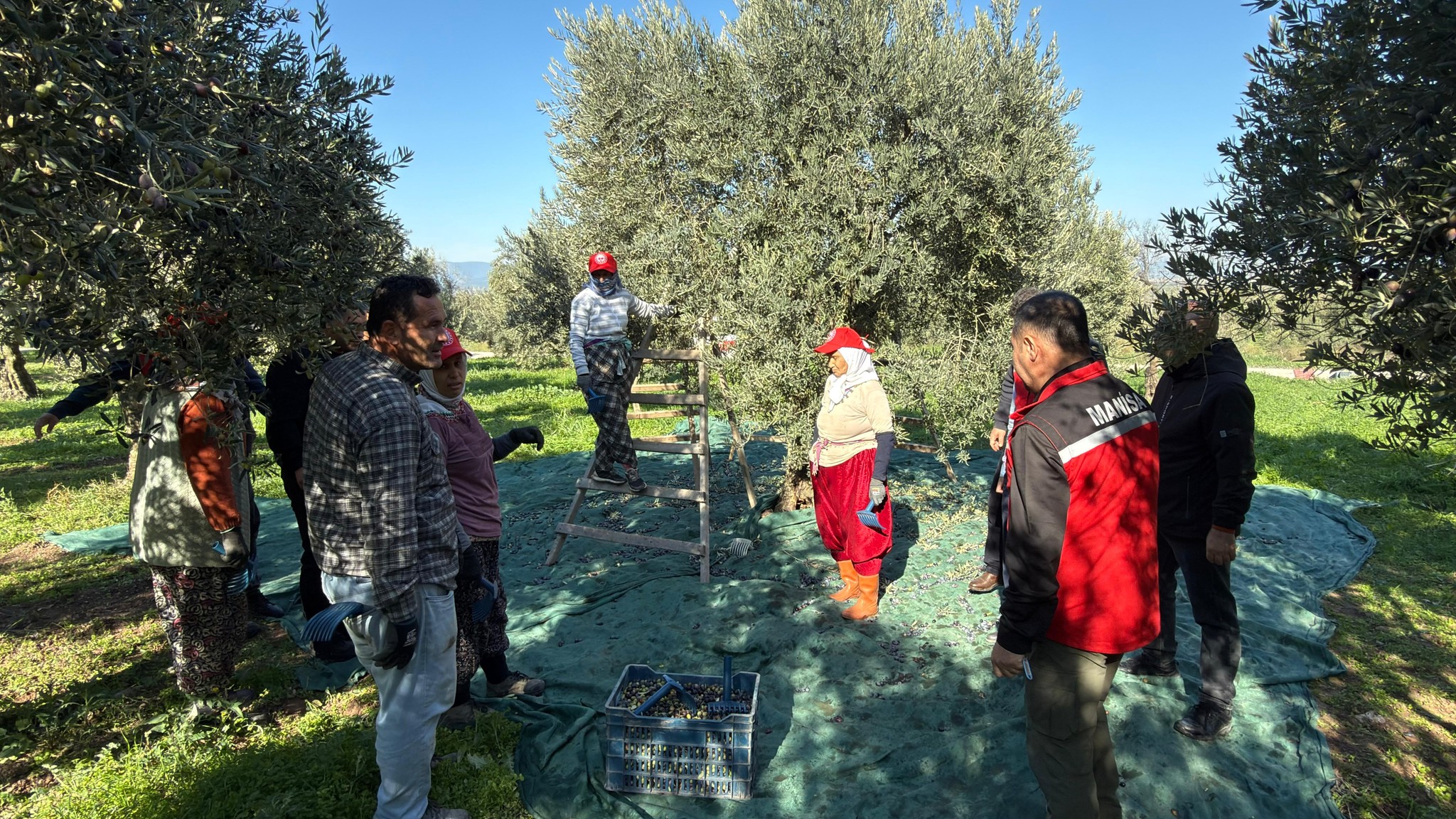 Manisa’da zeytin hasadı başladı: Tarım ve Orman İl Müdürü Karayılan hasada katıldı