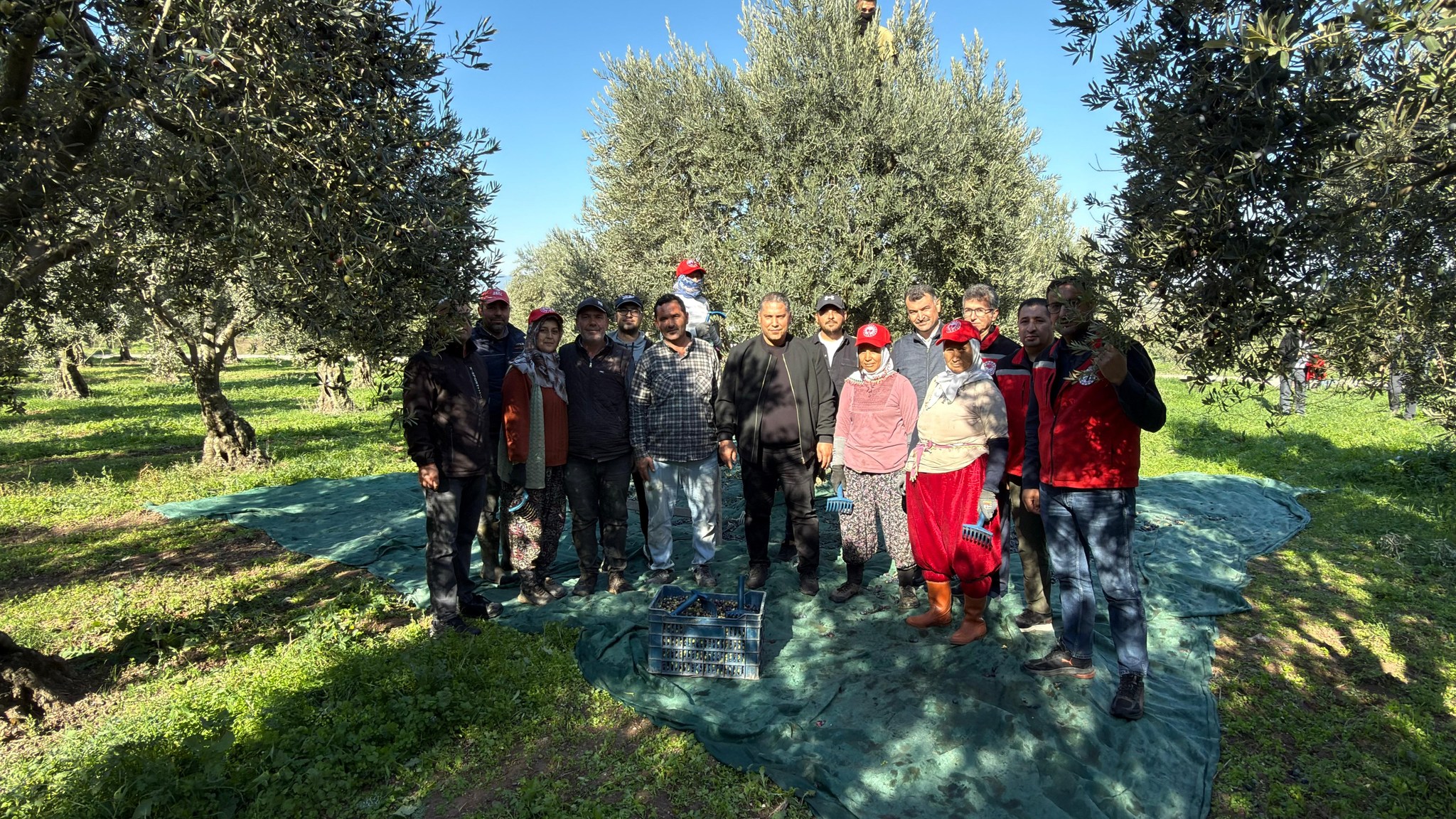 Manisa’da zeytin hasadı başladı: Tarım ve Orman İl Müdürü Karayılan hasada katıldı