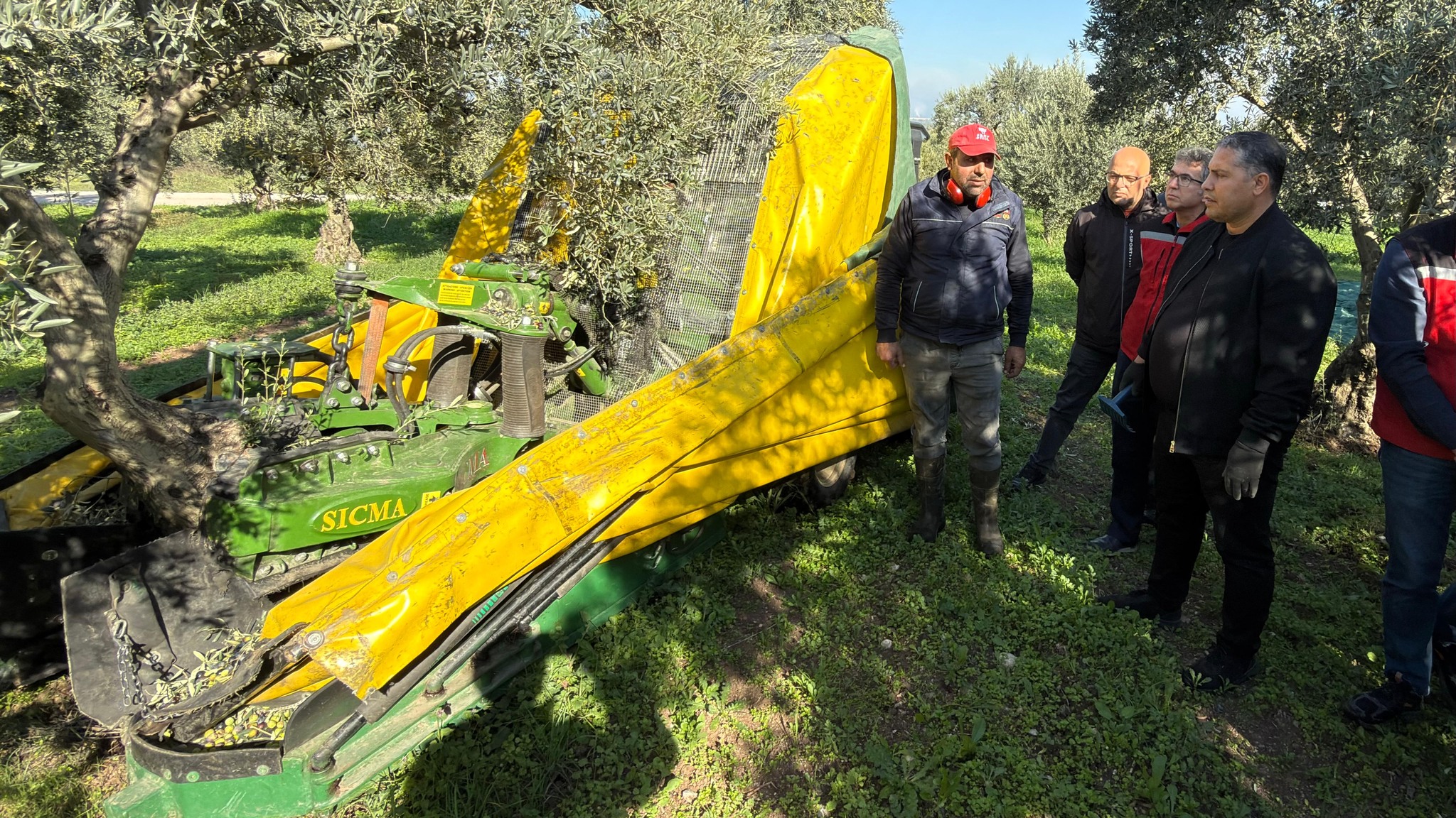 Manisa’da zeytin hasadı başladı: Tarım ve Orman İl Müdürü Karayılan hasada katıldı