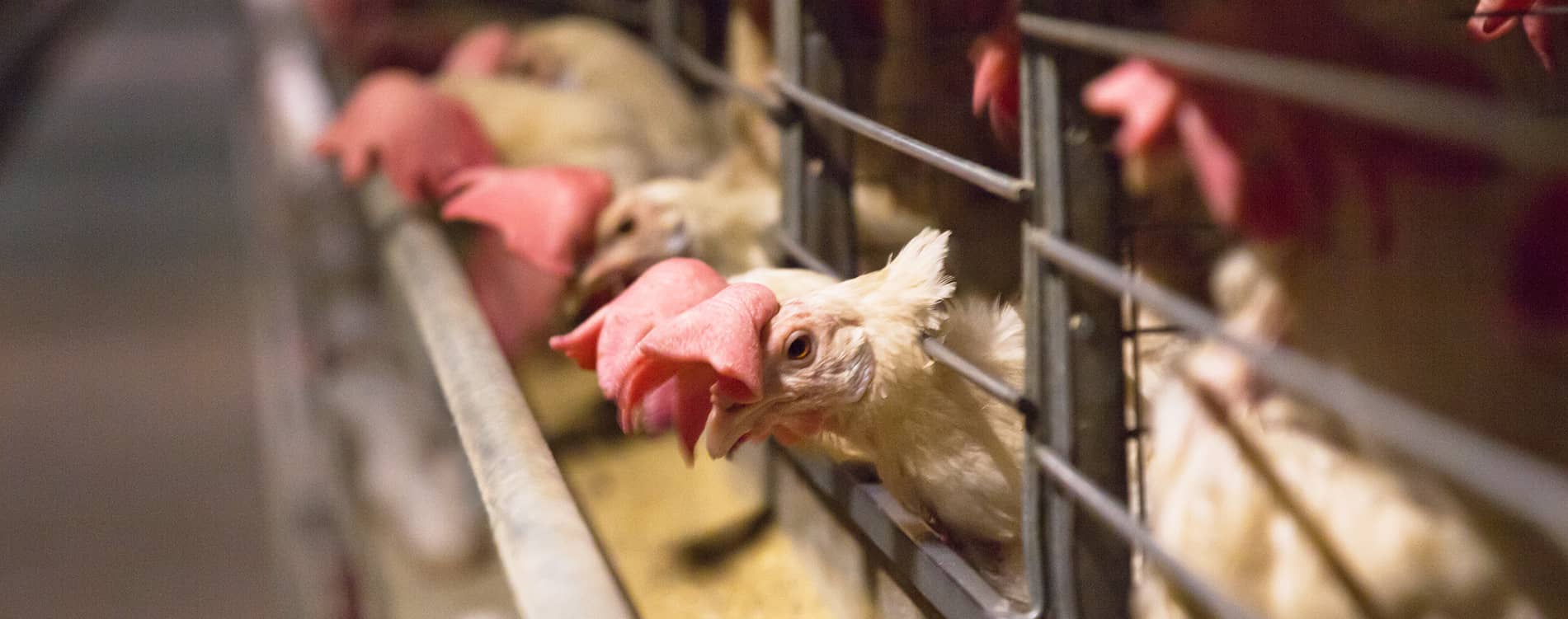 Manisalılar dikkat: Ünlü firma personel alımı yapacak