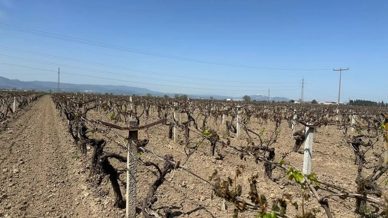 Manisa’da üreticiye güç veren hamle: Tarıma bereketli destek!