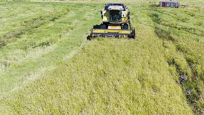 Manisa’da yağmur bereketi: Toprak suya doydu, çiftçinin yüzü güldü!