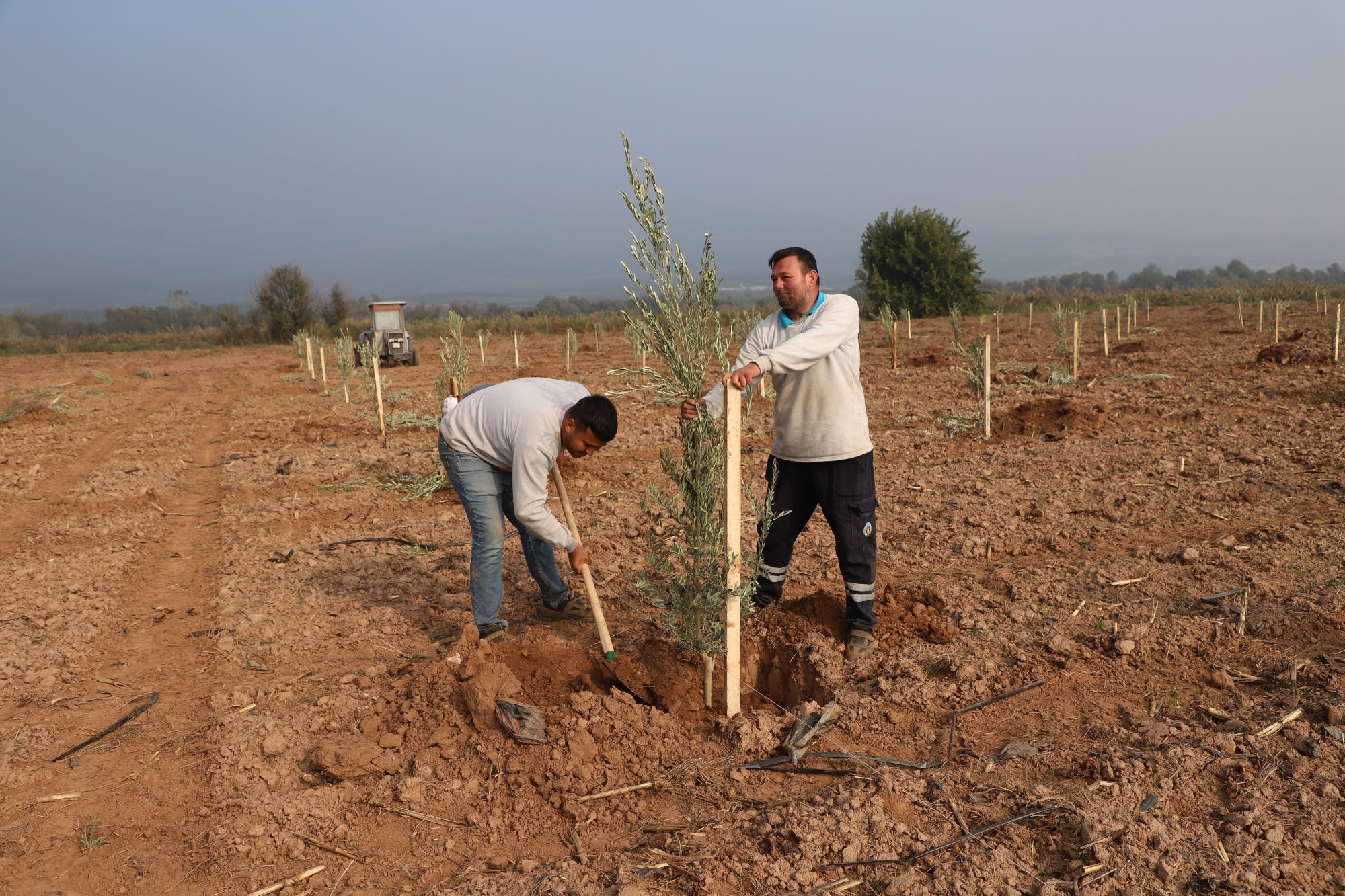 Manisa’da 1790 zeytin ağacı toprakla buluştu
