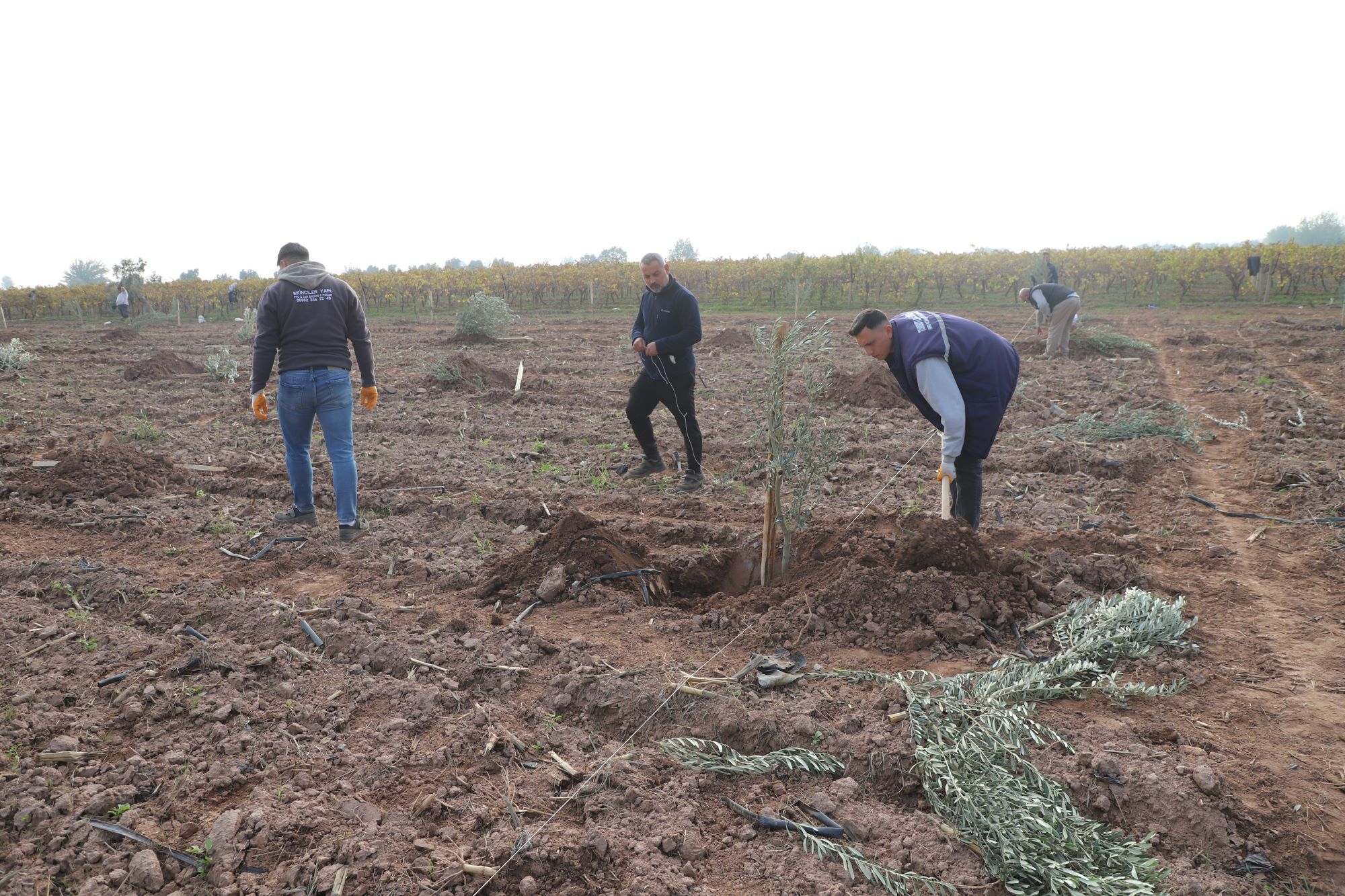 Manisa’da 1790 zeytin ağacı toprakla buluştu