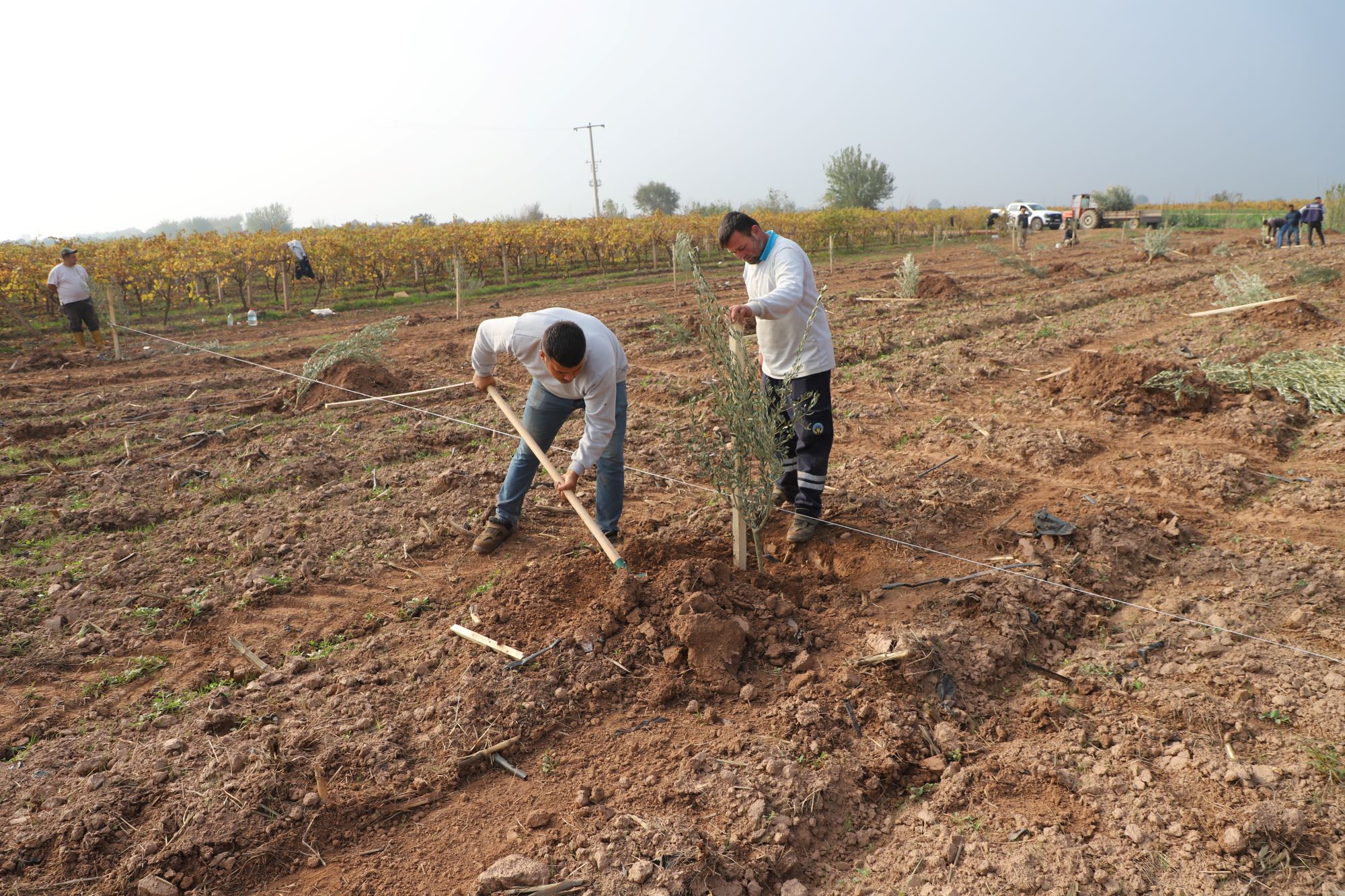 Manisa’da 1790 zeytin ağacı toprakla buluştu