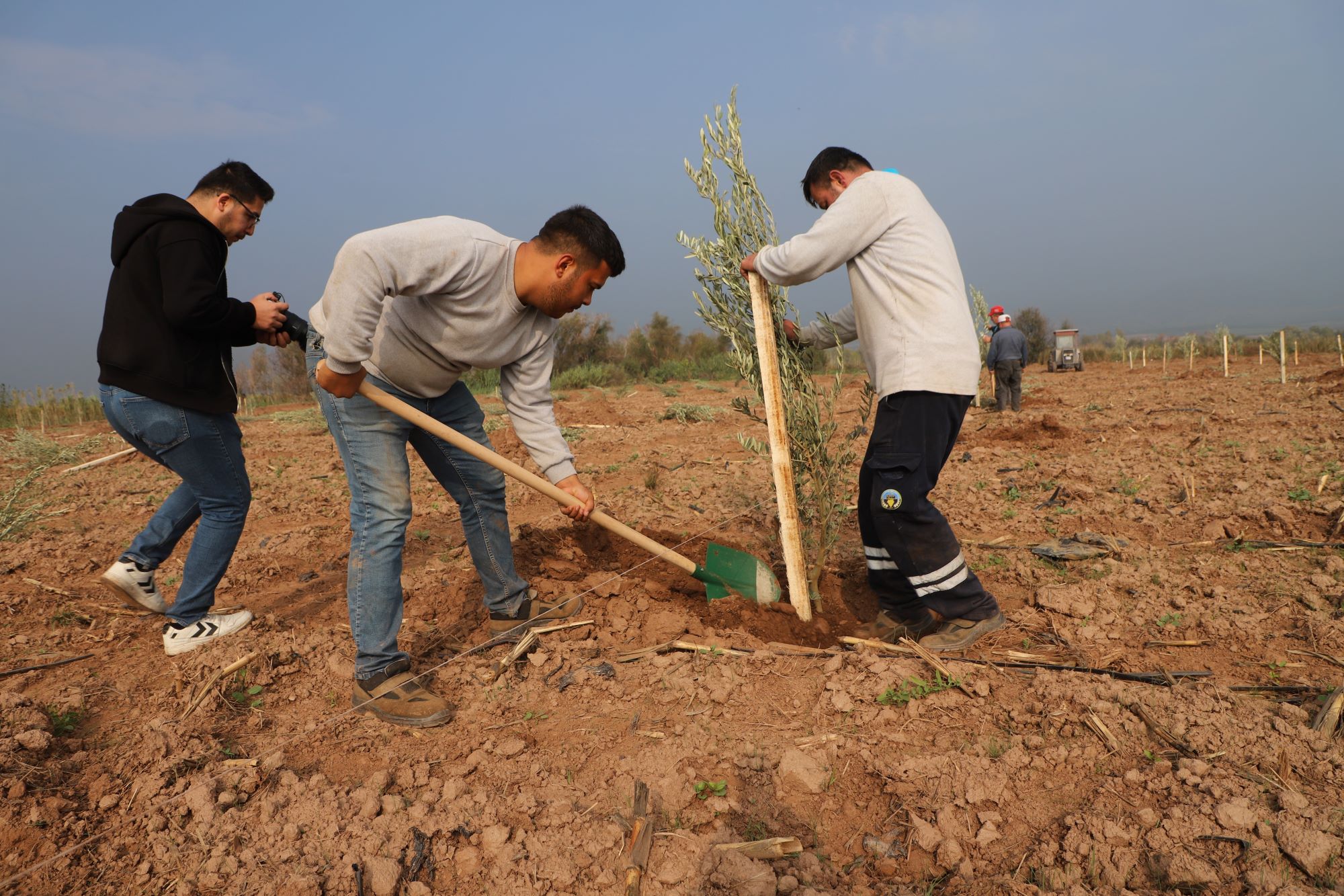 Manisa’da 1790 zeytin ağacı toprakla buluştu
