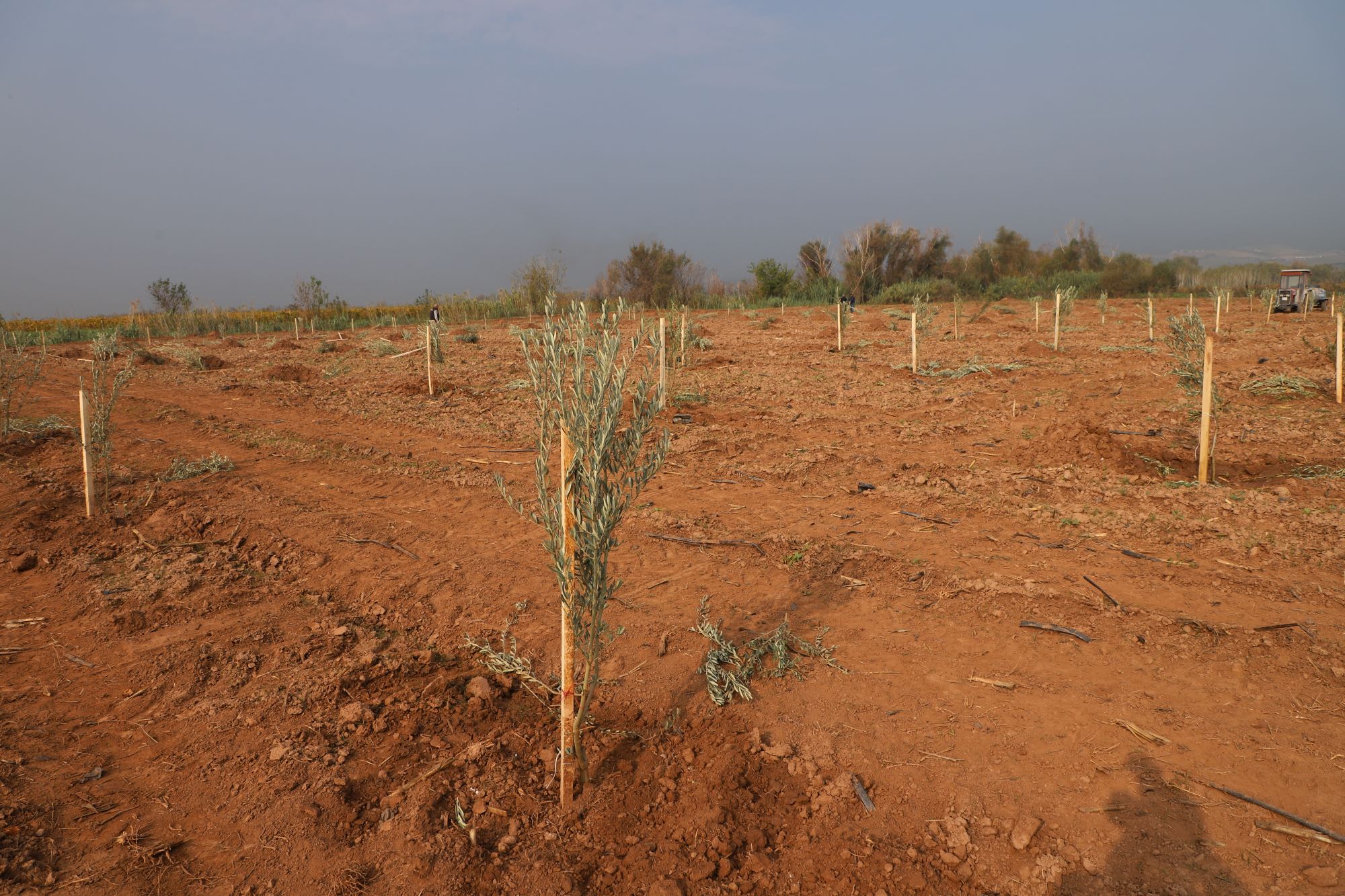 Manisa’da 1790 zeytin ağacı toprakla buluştu