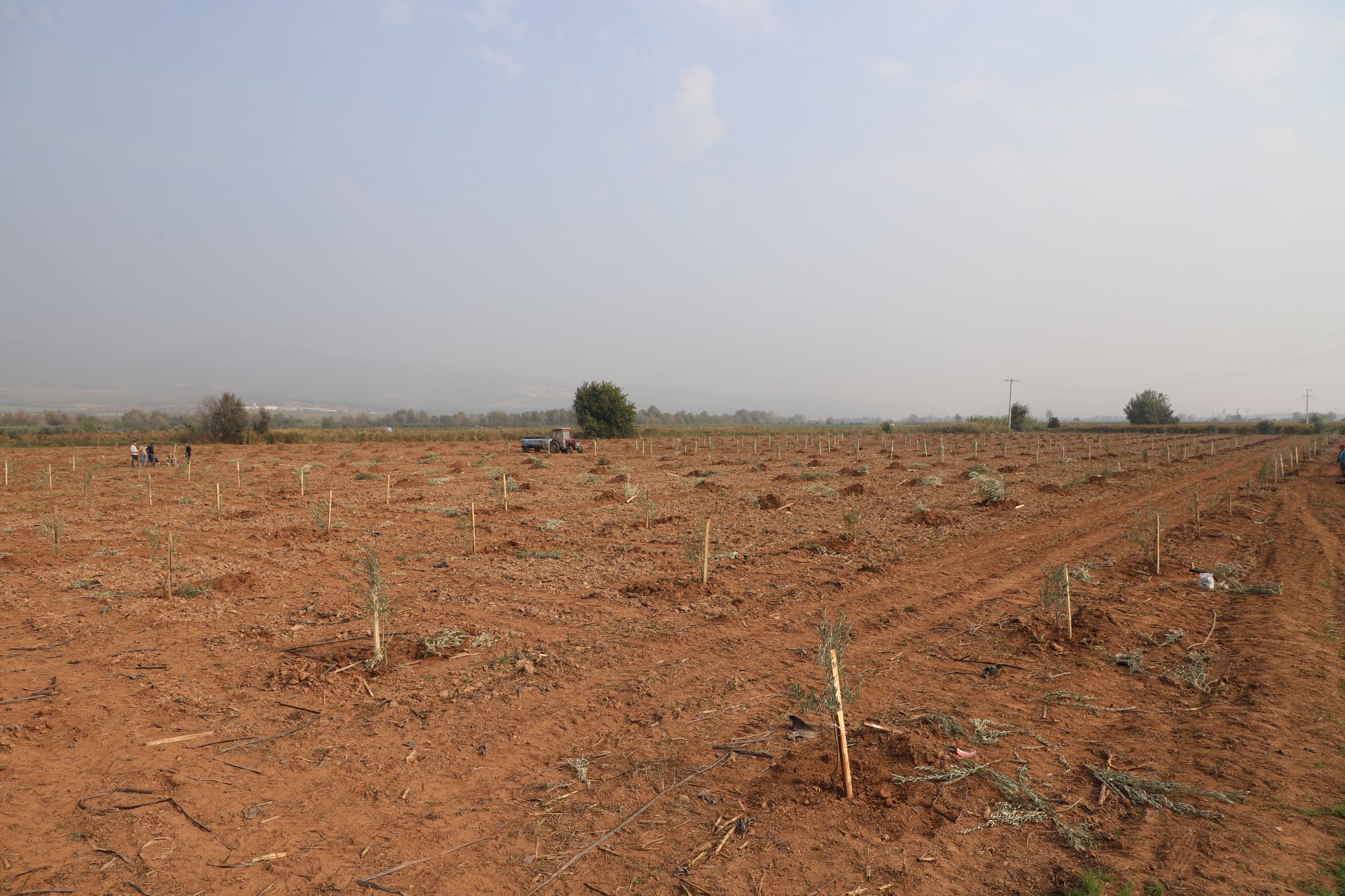 Manisa’da 1790 zeytin ağacı toprakla buluştu