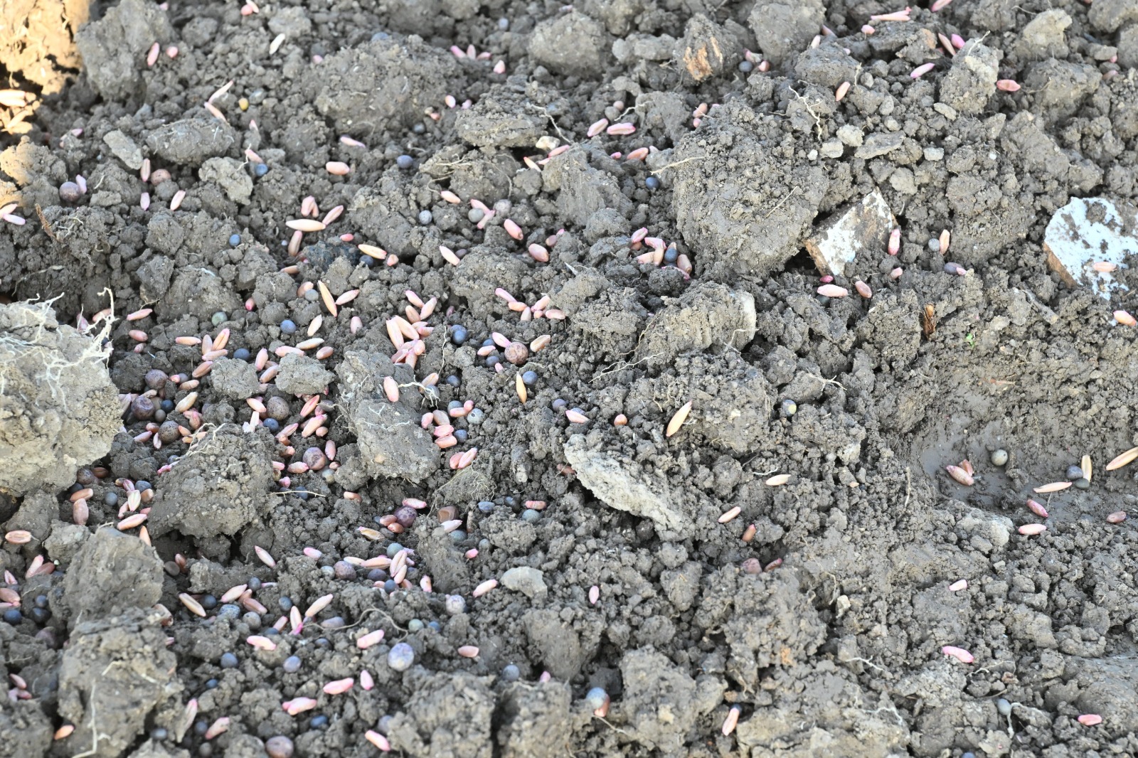 Büyükşehir’in tohumları bir merayı daha yeşertecek