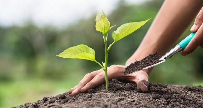 Manisa'da “111 Bin Fidan” Seferberliği Biri Toprağa, Biri Geleceğe