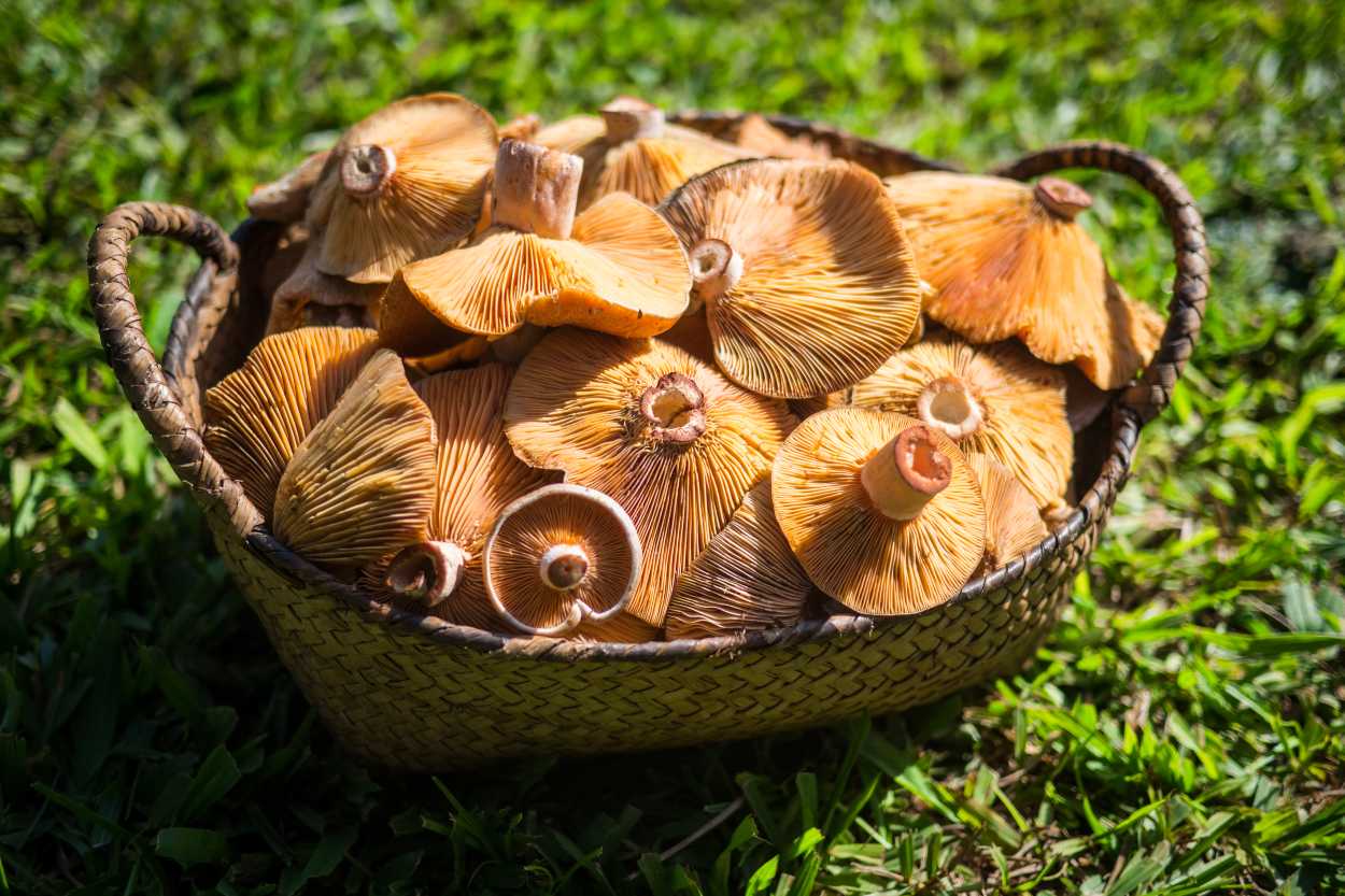 Hem lezzetiyle hem faydasıyla kış mevsiminin gözdesi: Kanlıca (melki) mantarı nelere iyi gelir?