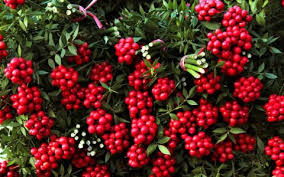 Kokina çiçeğini uzun süre canlı tutmanın yolu: Uzun ömür bu detaylarda saklı!