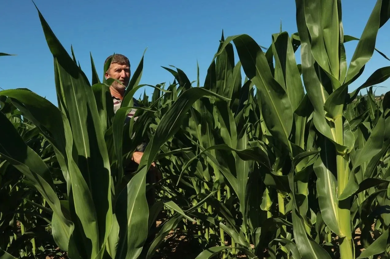 Manisa’da Yağmur Çiftçinin Yüzünü Güldürdü