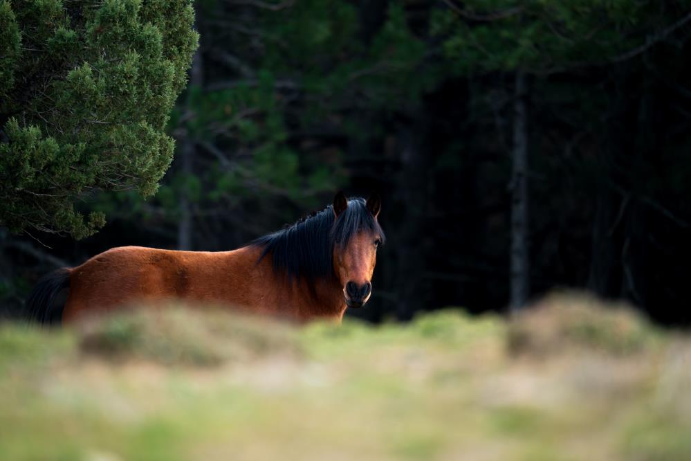 Manisa'da Kar Hasreti Çiftçiyi Vurdu: Barajlar Kritik Seviyede!