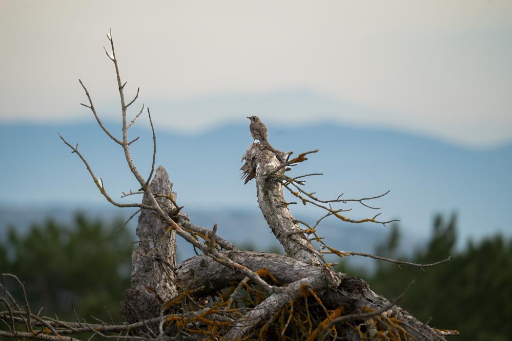Manisa'da Kar Hasreti Çiftçiyi Vurdu: Barajlar Kritik Seviyede!