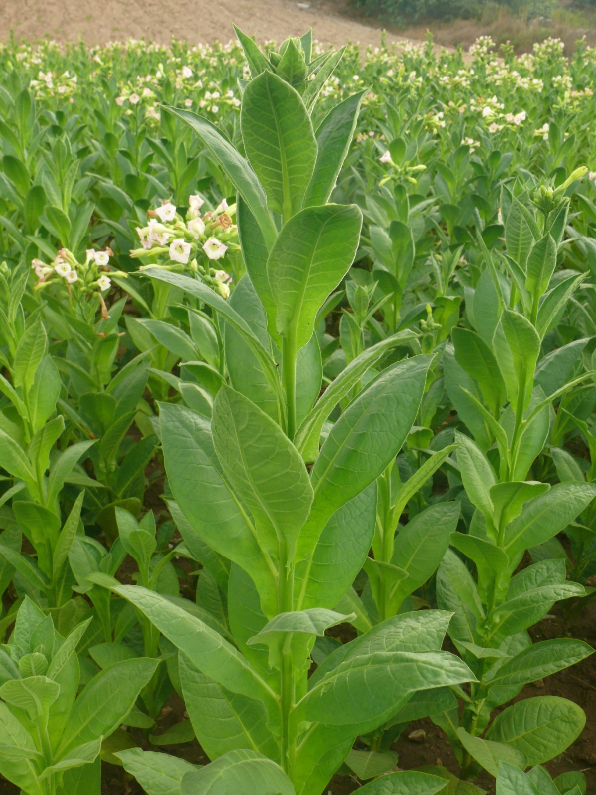 Manisa Tütünde Rekor Kırdı: İhracat 124,7 Milyon Dolara Ulaştı