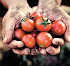 Manisalı Çiftçilere Uyarı: Organik Tarım Desteğine Sayılı Günler