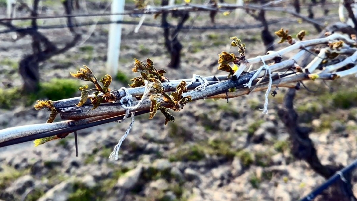Manisa’da Zirai Don Uyarısı: Asıl Tehlike Şubat Ayında!