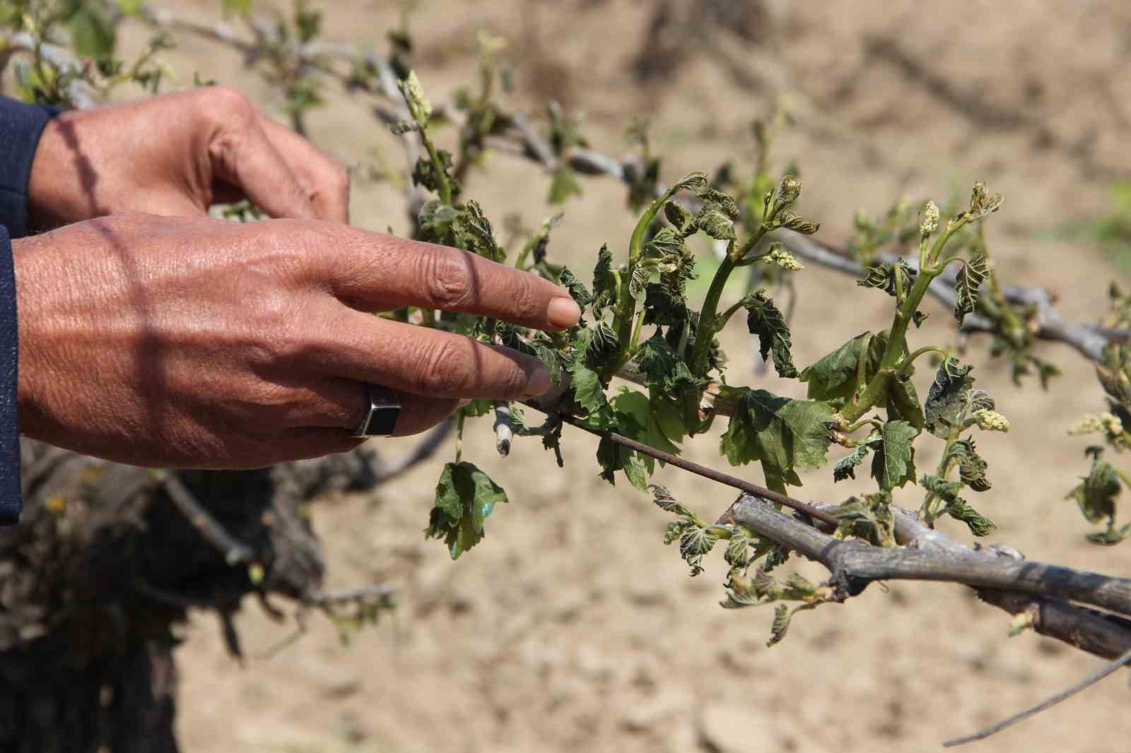 Manisa’da Zirai Don Uyarısı: Asıl Tehlike Şubat Ayında!
