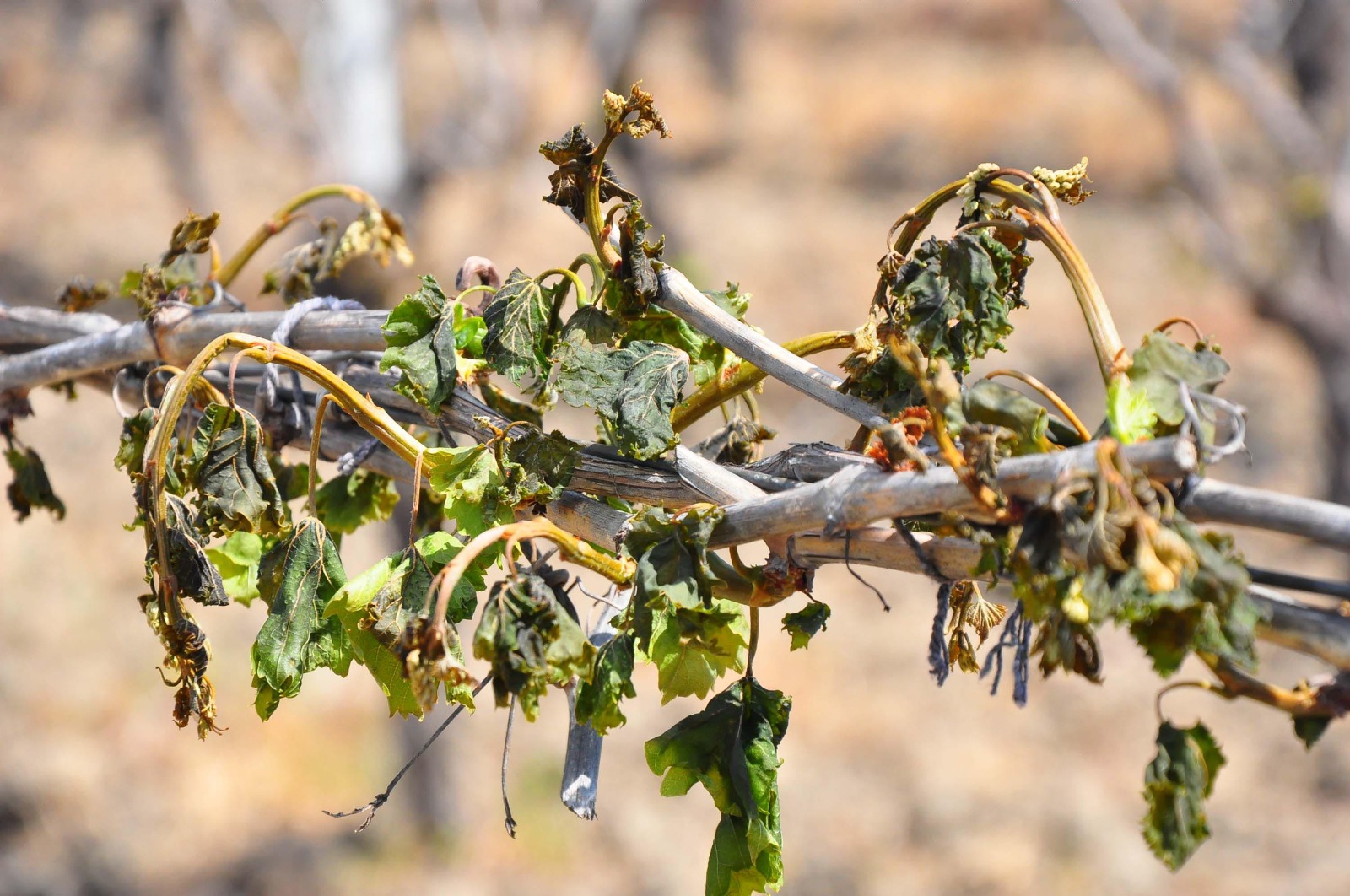 Manisa’da Zirai Don Uyarısı: Asıl Tehlike Şubat Ayında!