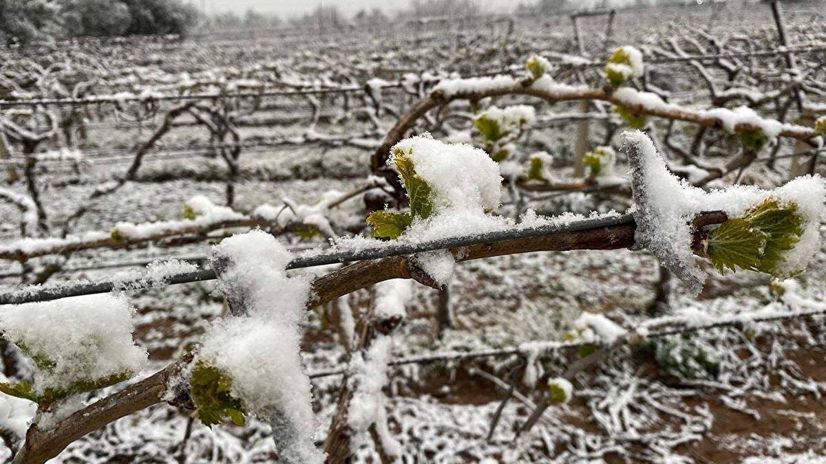 Manisa’da Zirai Don Uyarısı: Asıl Tehlike Şubat Ayında!
