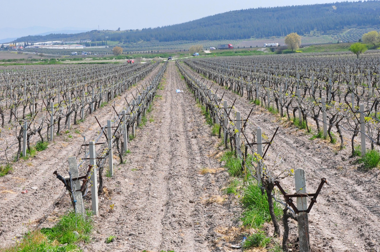 Manisa’da Zirai Don Uyarısı: Asıl Tehlike Şubat Ayında!