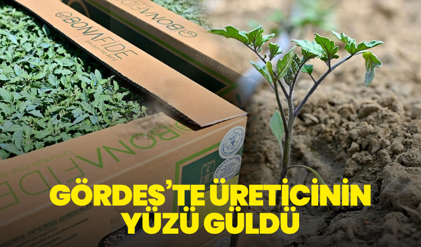 Gördes’te Üreticinin Yüzü Güldü: 73 Bin Domates Fidesi Toprakla Buluşuyor