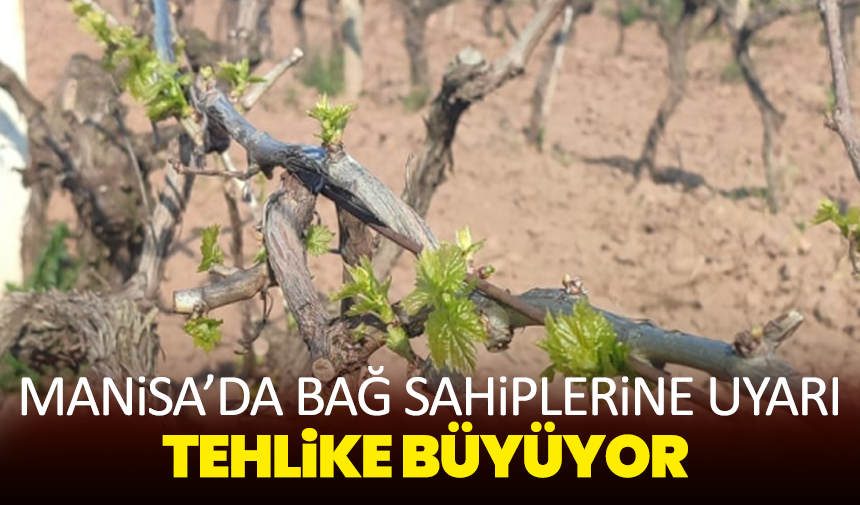 Manisa’da Bağ Sahiplerine Uyarı: Tehlike Büyüyor