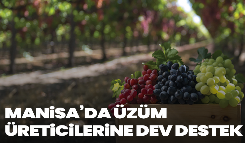 Manisa’da üzüm üreticilerine dev destek