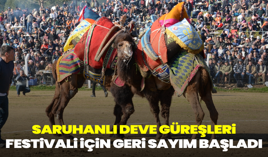 Saruhanlı Deve Güreşleri Festivali İçin Geri Sayım Başladı