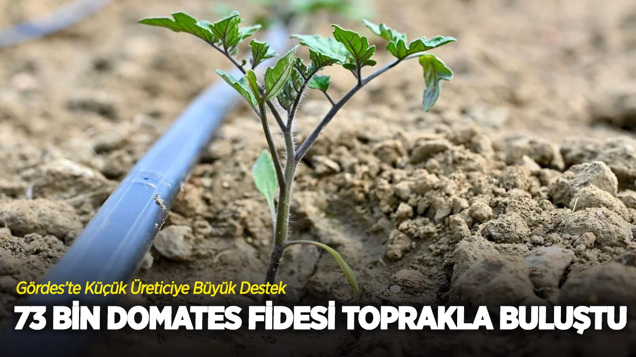 Gördes’te Küçük Üreticiye Büyük Destek: 73 Bin Domates Fidesi Toprakla Buluştu