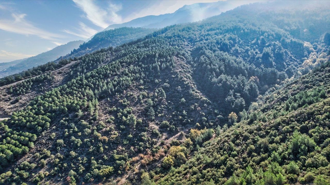 Manisa'da 19 yıl önce yanan orman yeniden yeşile kavuştu