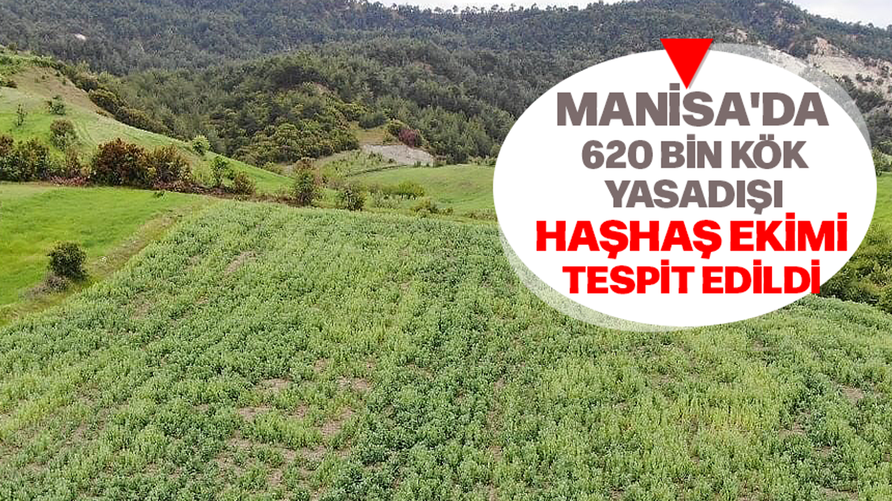 Manisa'da 620 bin kök yasadışı haşhaş ekimi tespit edildi