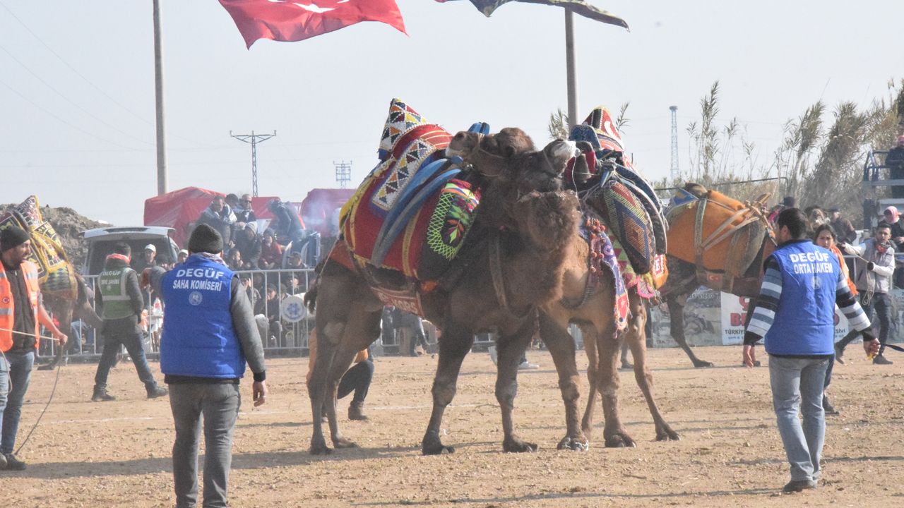 Yenipazar'da deve güreşi festivali yapıldı