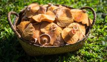 Hem lezzetiyle hem faydasıyla kış mevsiminin gözdesi: Kanlıca (melki) mantarı nelere iyi gelir?