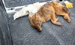 Yaralı tilkiyi Orman İşletme Müdürlüğü ekipleri kurtardı