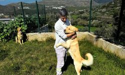 Bodrum'da zehirlendiği belirlenen 4 köpek ve 3 kedi öldü