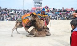 Salihli'de deve güreşi festivali düzenlendi