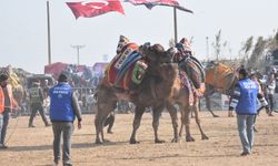 Yenipazar'da deve güreşi festivali yapıldı